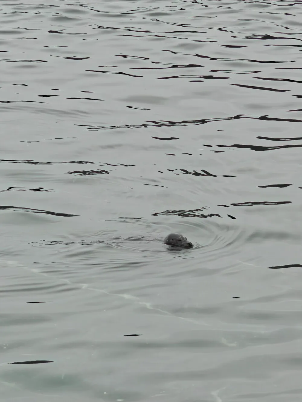 Seals, the dogs of the sea
