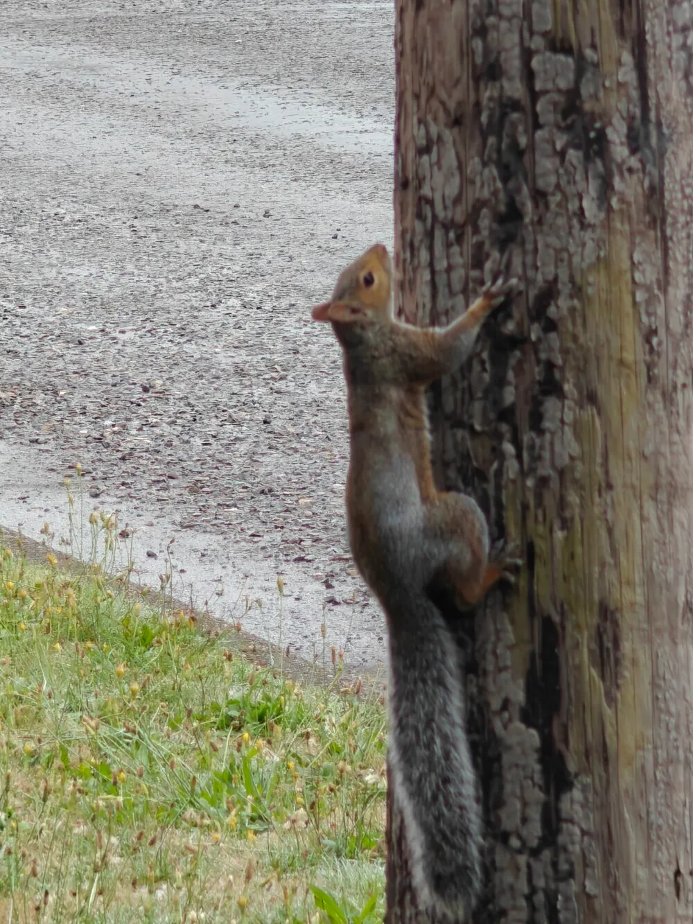 Squirrel near camp
