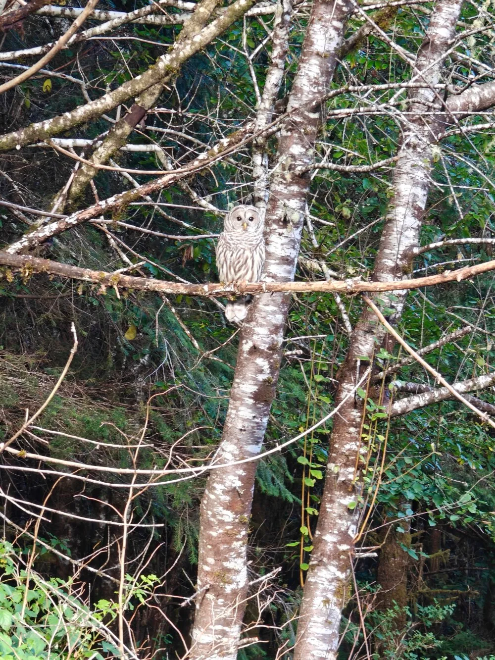 Owl!
