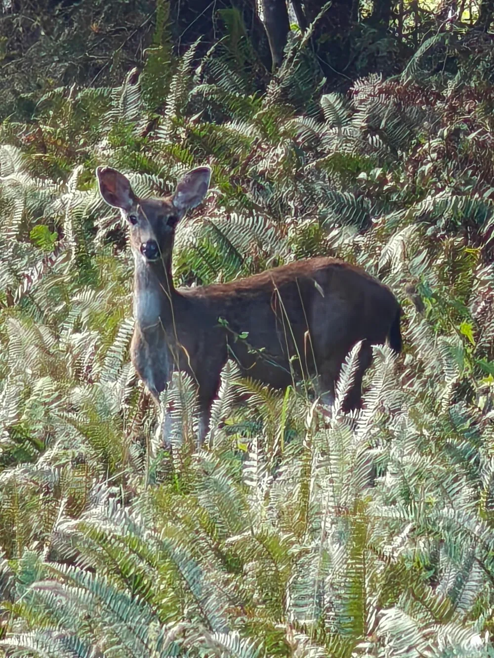 Deer! He was so tame