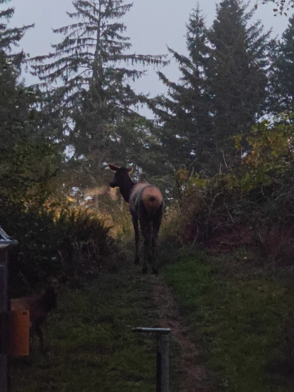 3 Elk just wandered through the hiker biker camp!