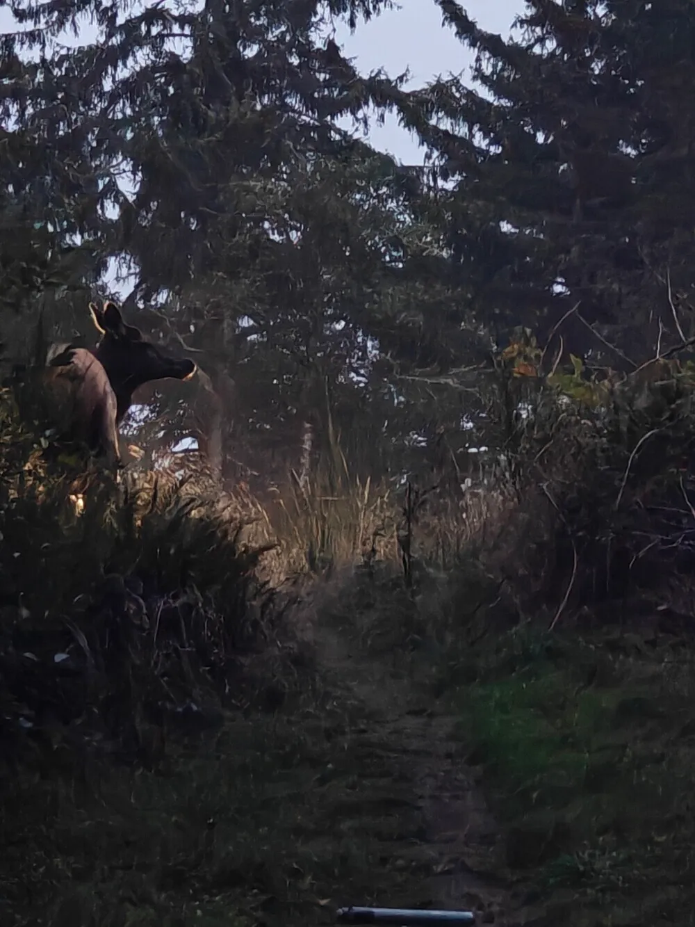ELK! :)