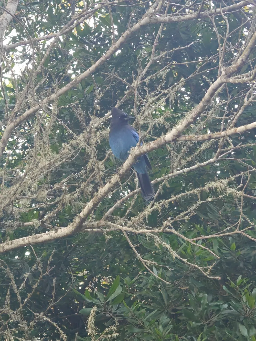 Have seen so many of these birds. What type of bird is he?