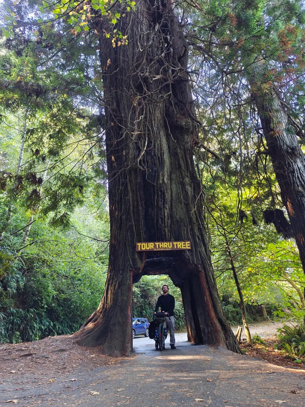 Drive thru tree