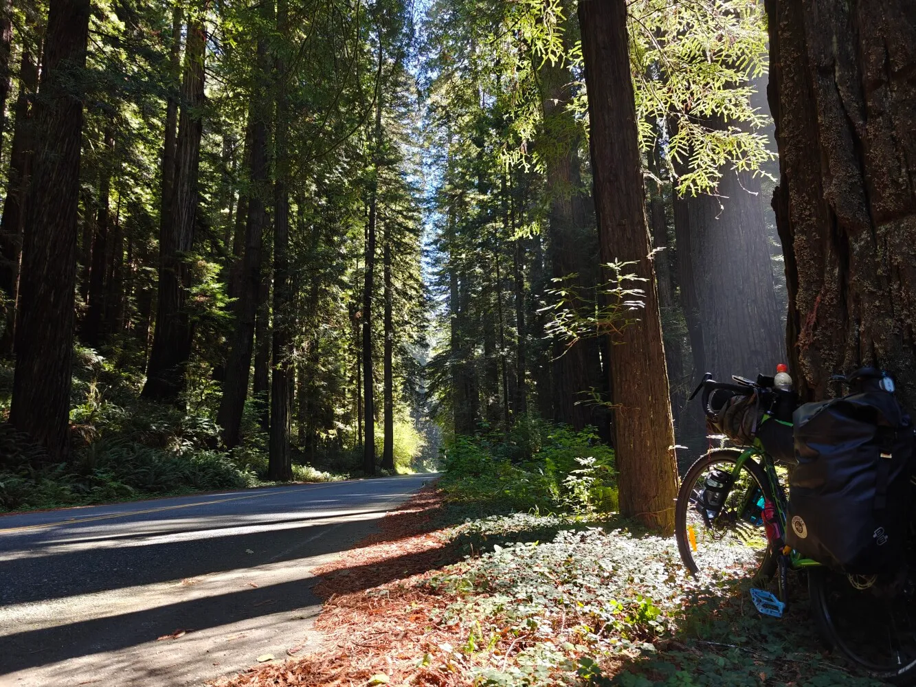 Redwood forests