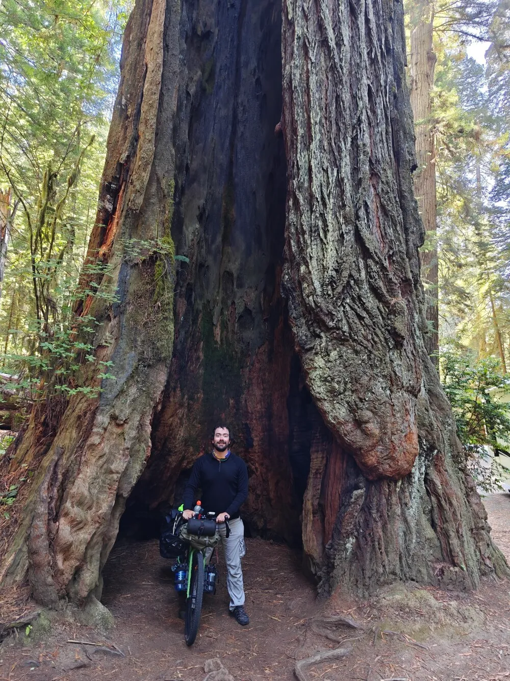And another big tree