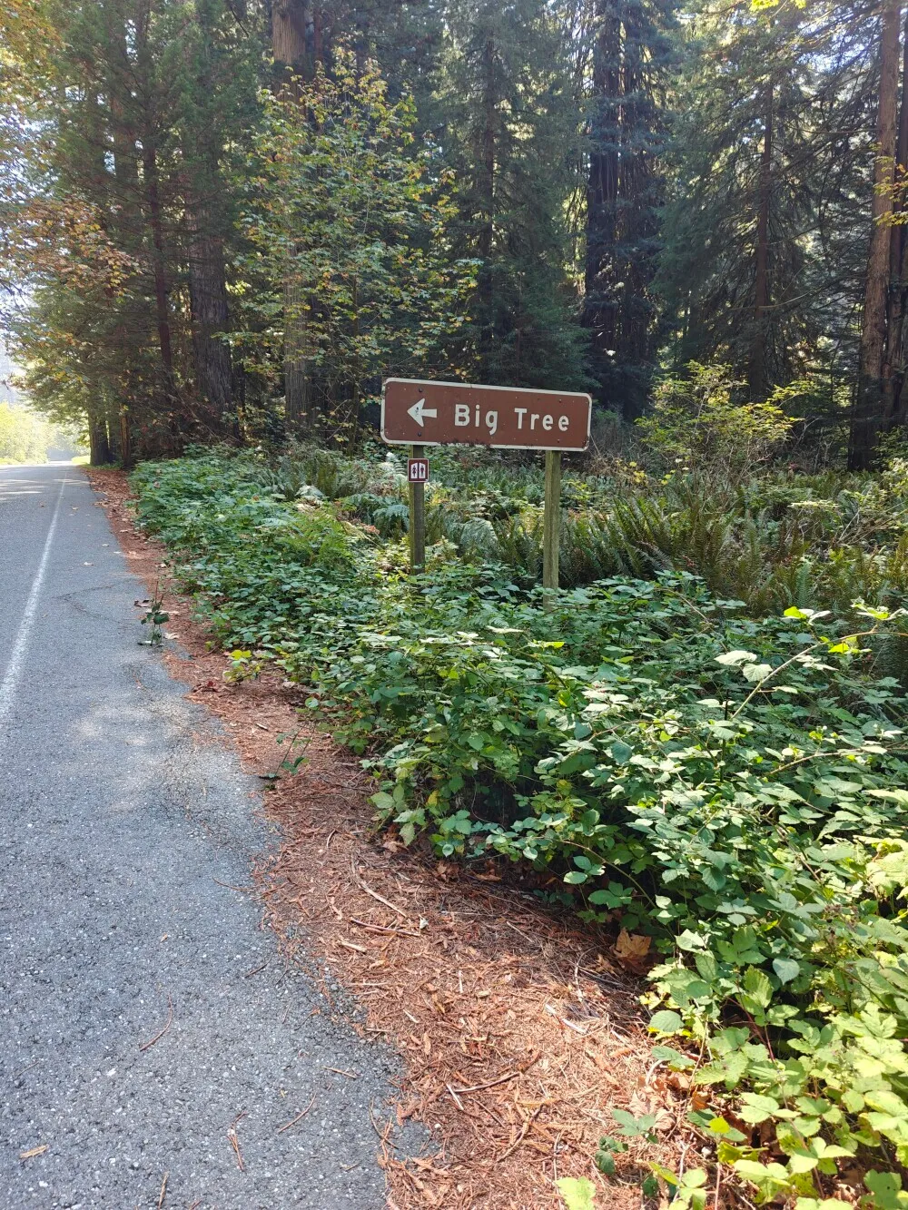 Just incase you didn't know, there is a sign for another big tree. Not sure what was special about that tree that grants it its own sign however.