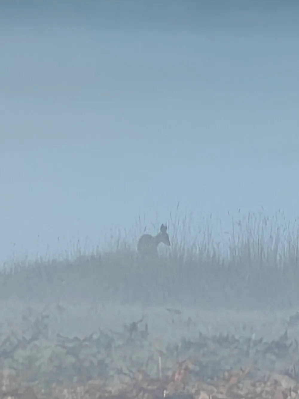 deer in fog