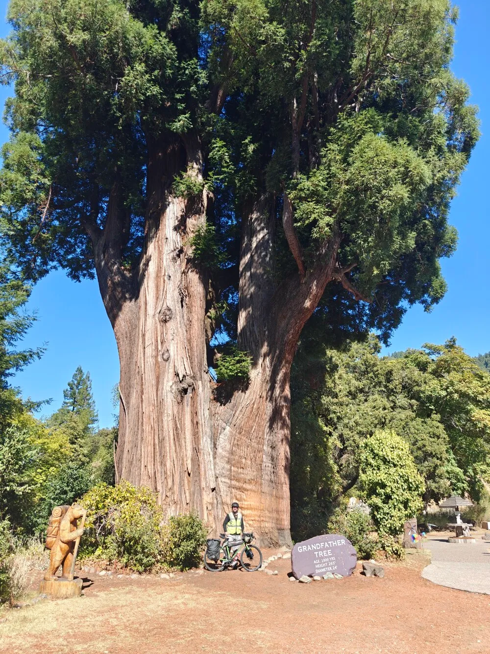 Another big tree! Think this is called the grandfather tree.