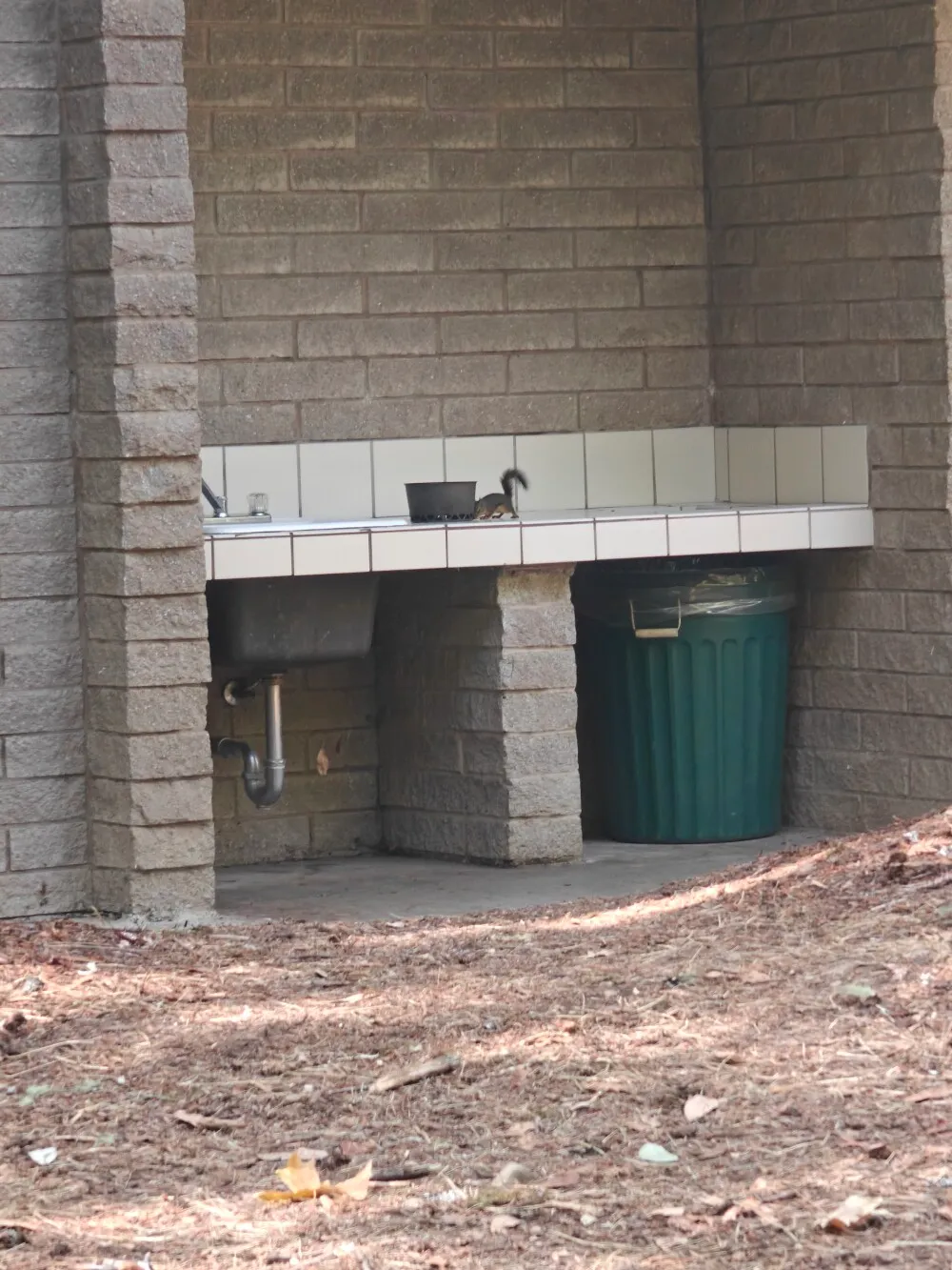 This little fucker was trying to steal my shit all day