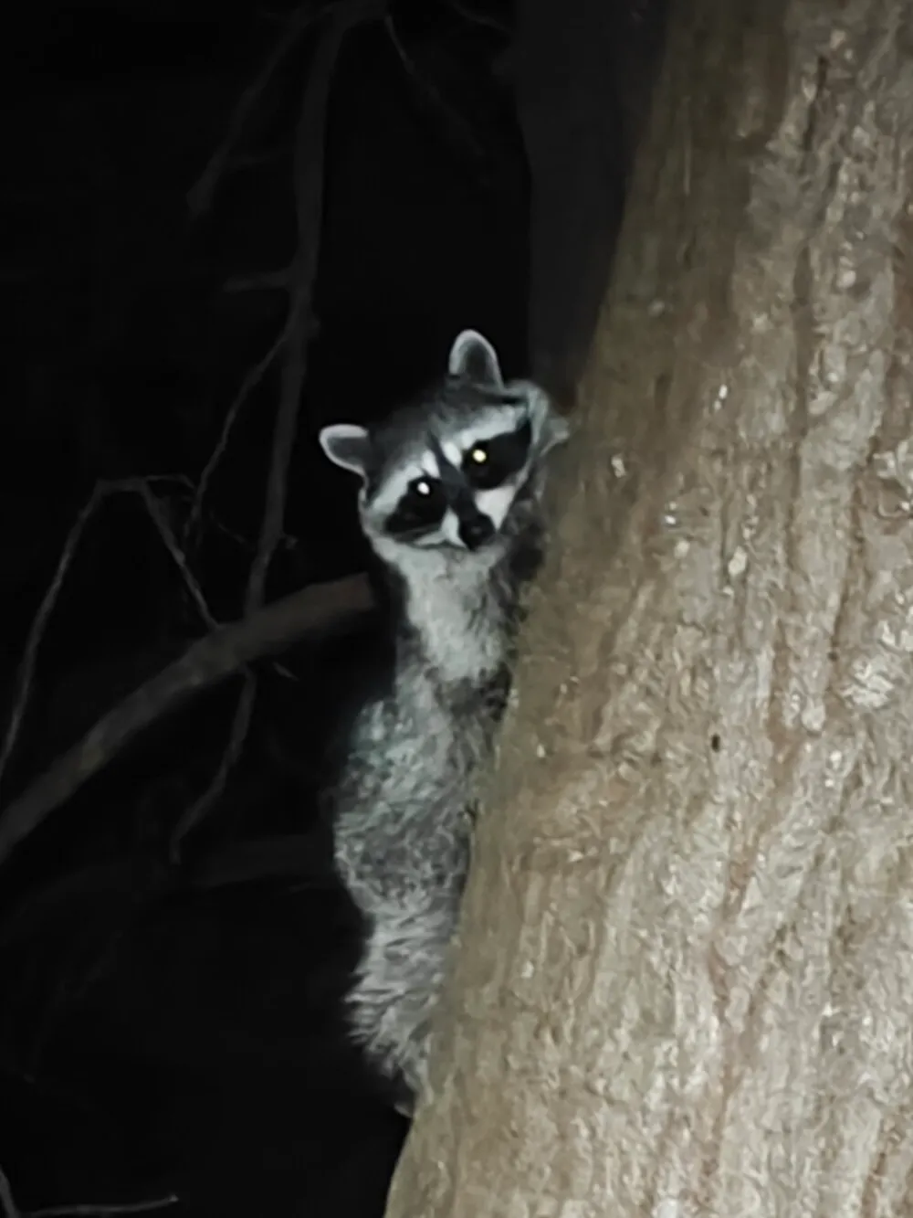 Racoons are the worst