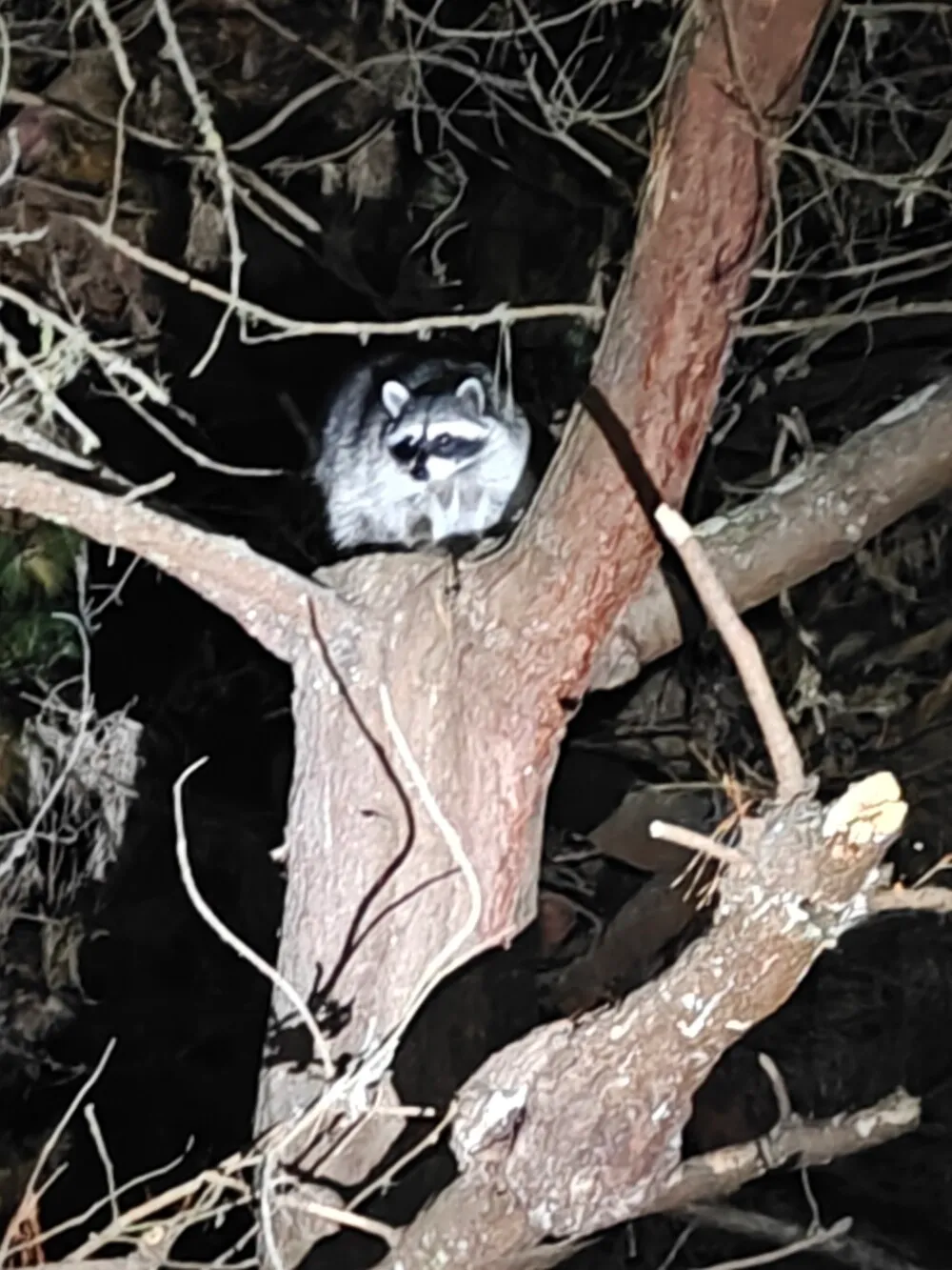 Damn racoons