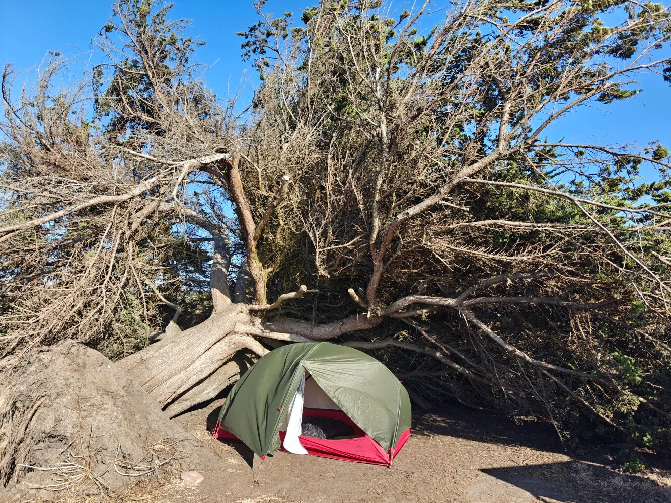 Camp under fallen tree