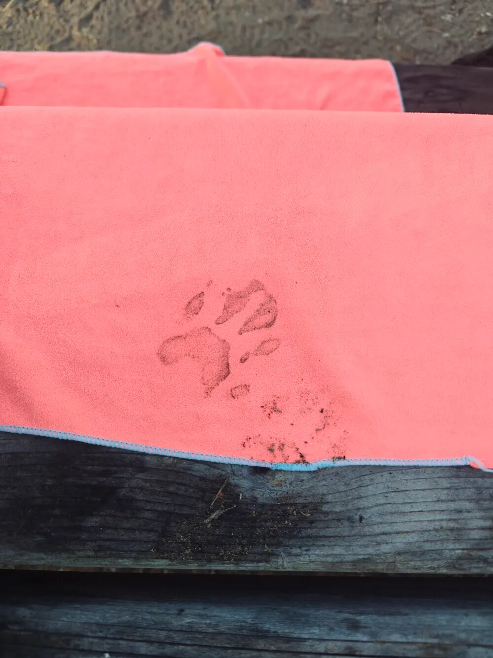Coyote paw print I think?