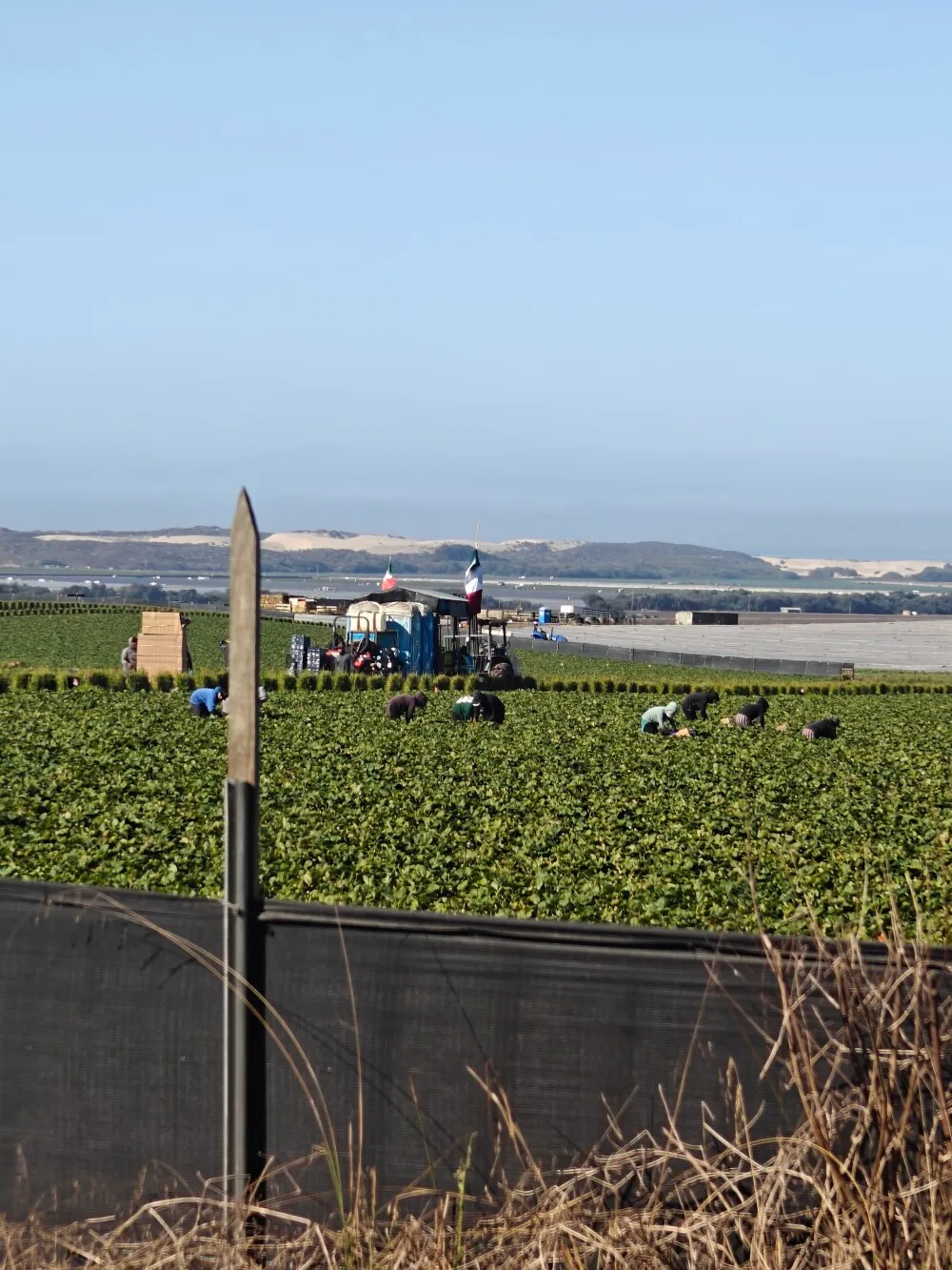 Workers tending the strawberry fields for miles and miles and miles