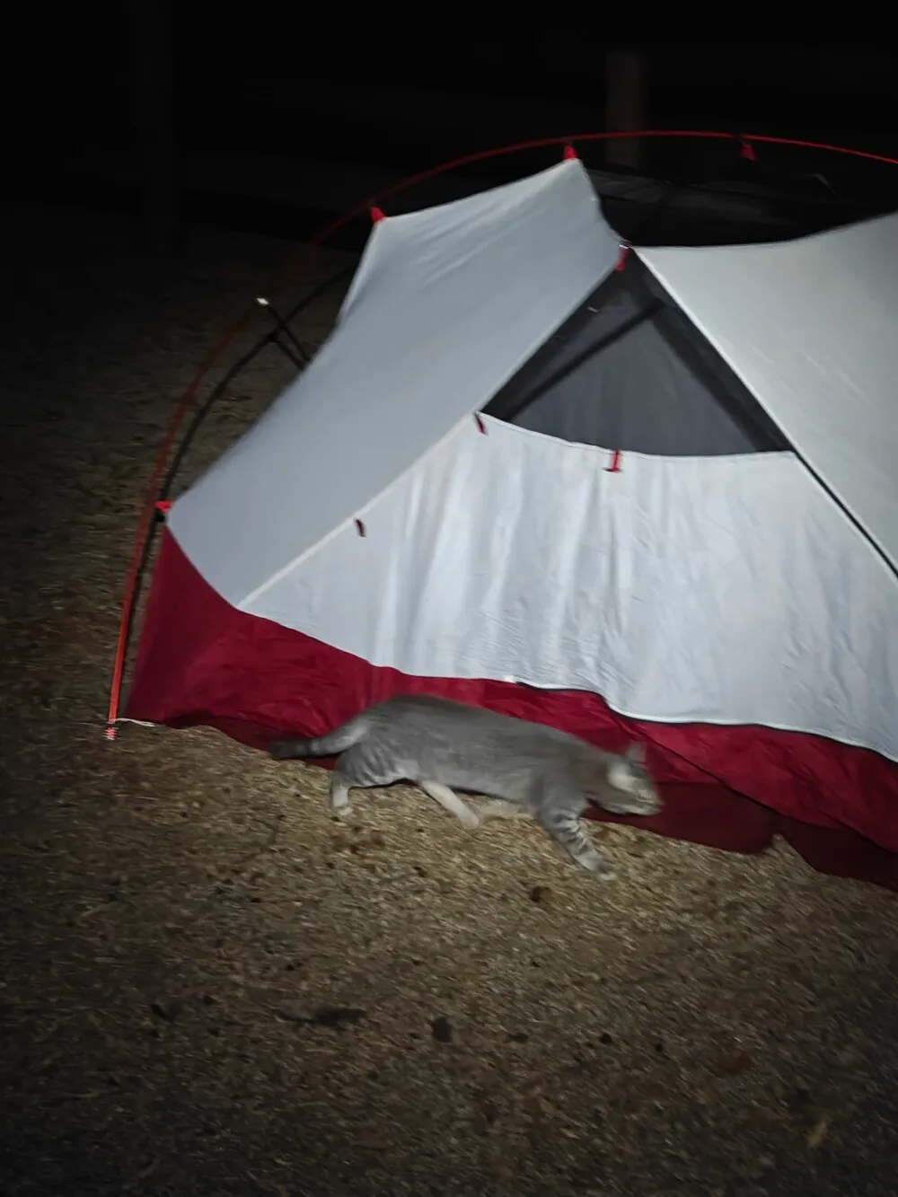 Damn cats playing with my tent