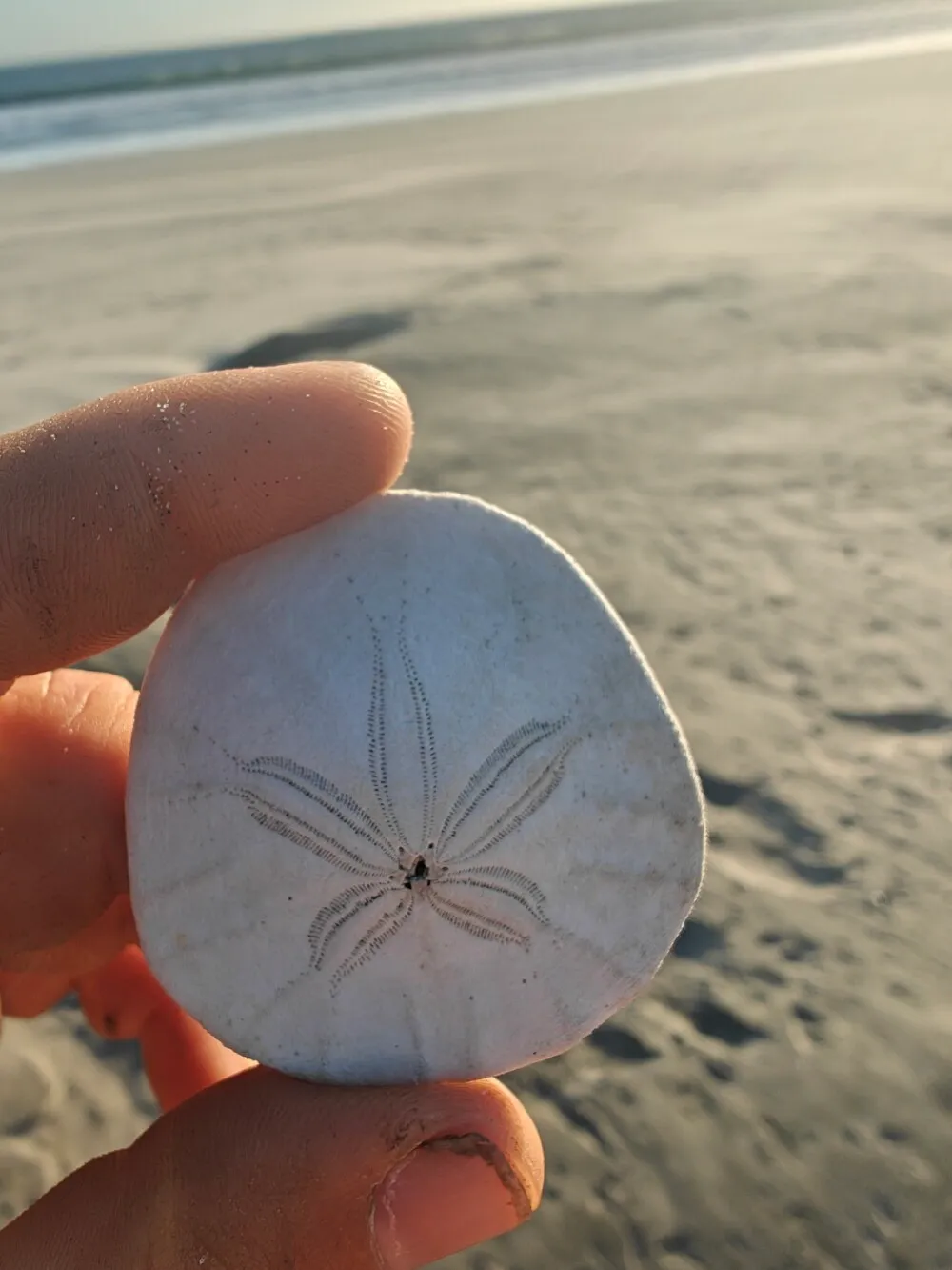 A sand dollari