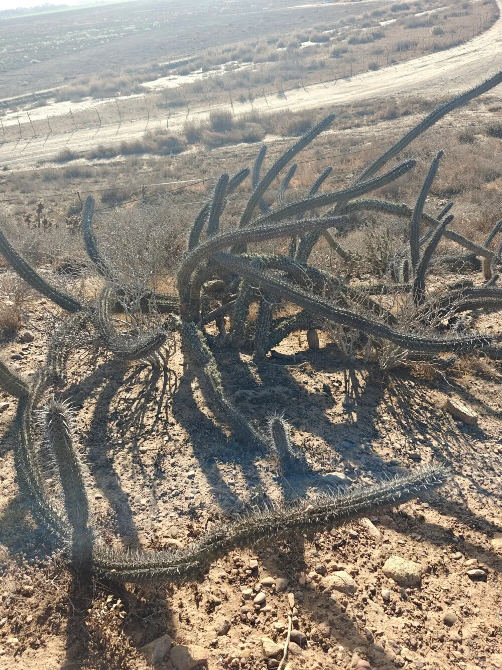 Cool cactus