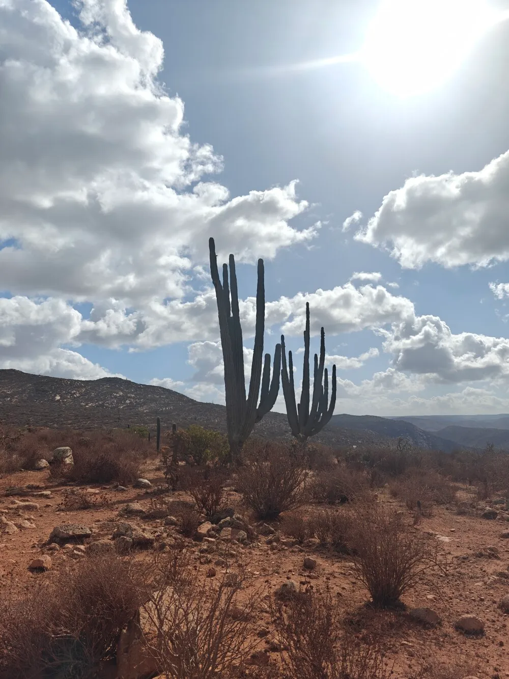 Cacti