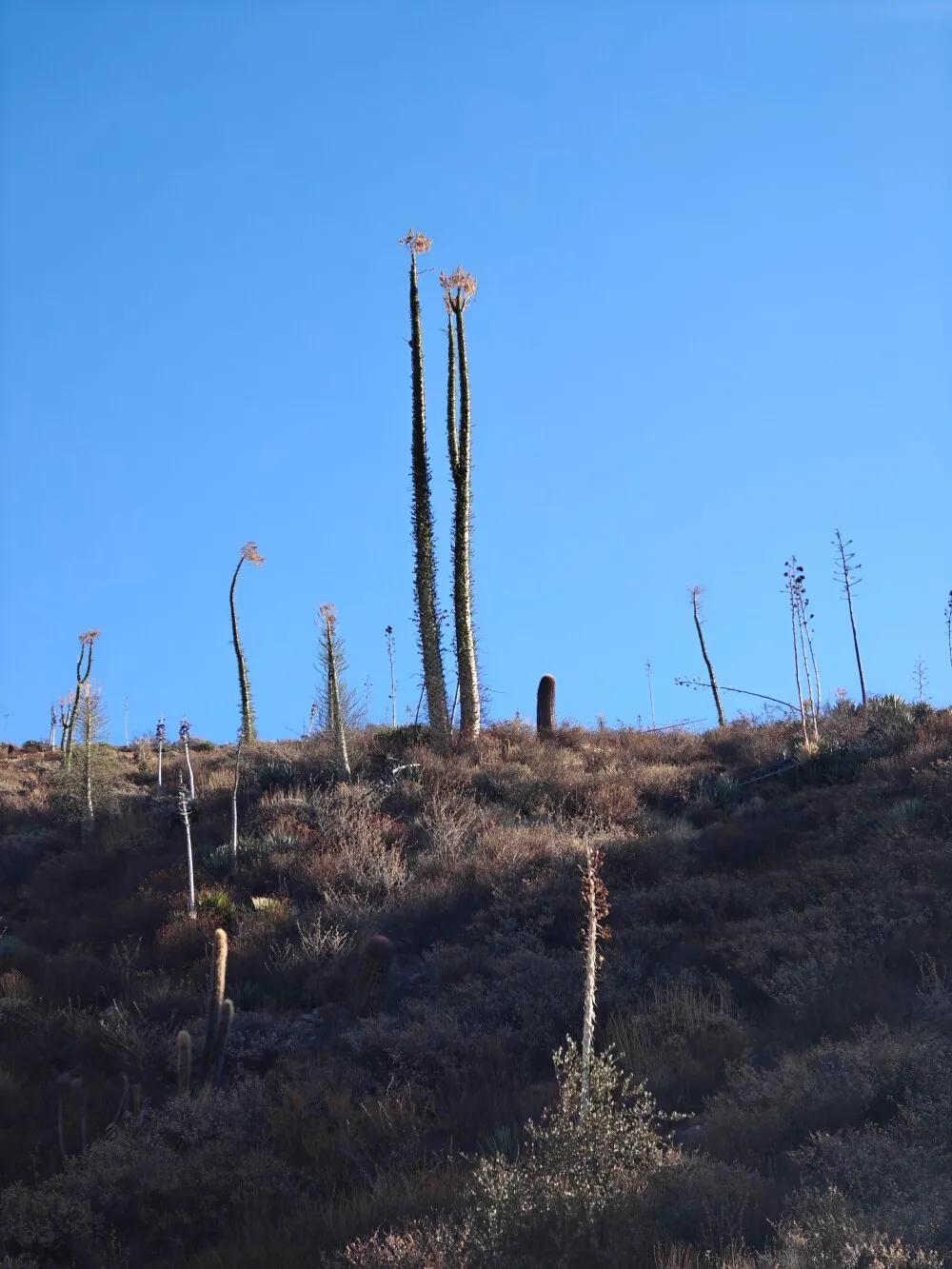 Cacti in the valley of the candles. Guess these are the candles!