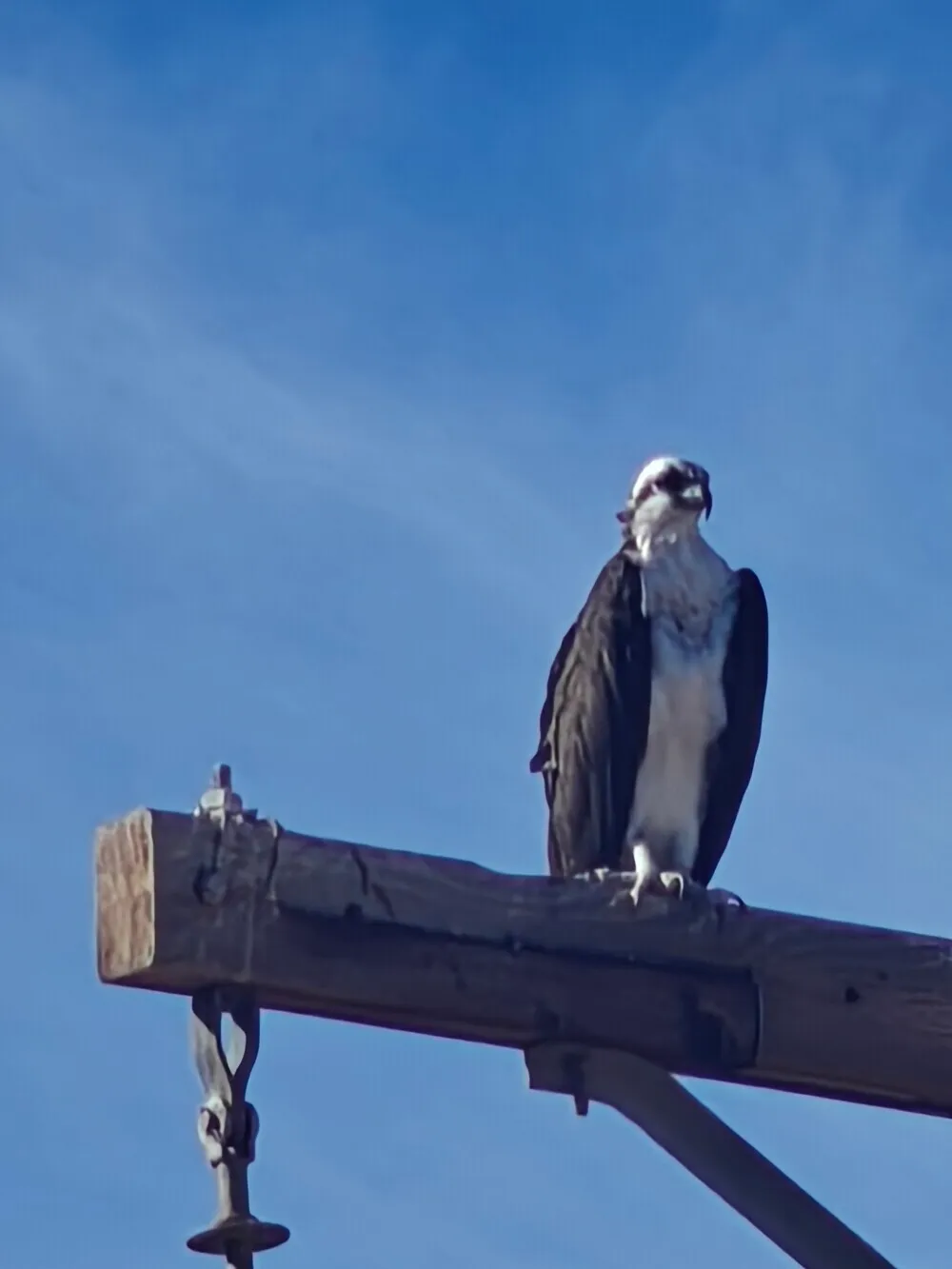 Birdy is an Osprey. (Which I confused with a bald eagle)