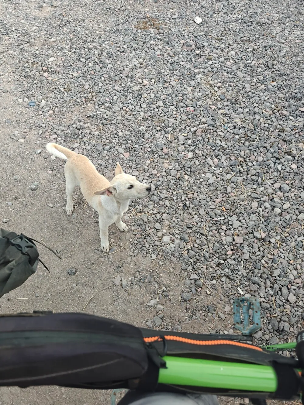 Perros. Dogs were super cute today
