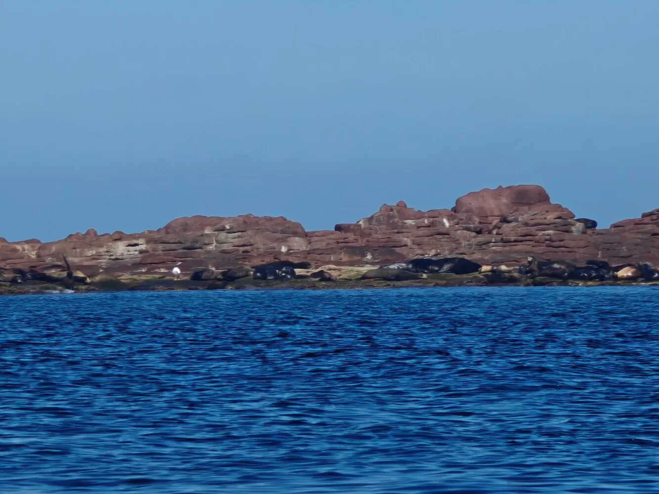Sea lion colony
