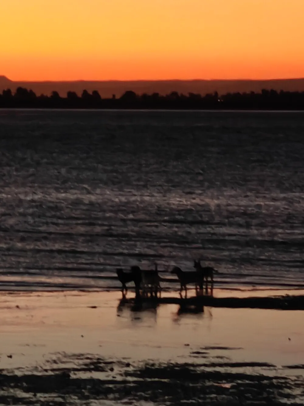 Sunset with doggies