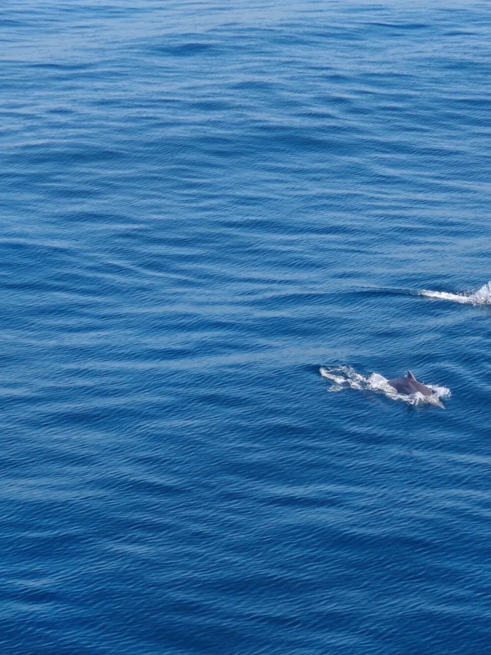Dolphins