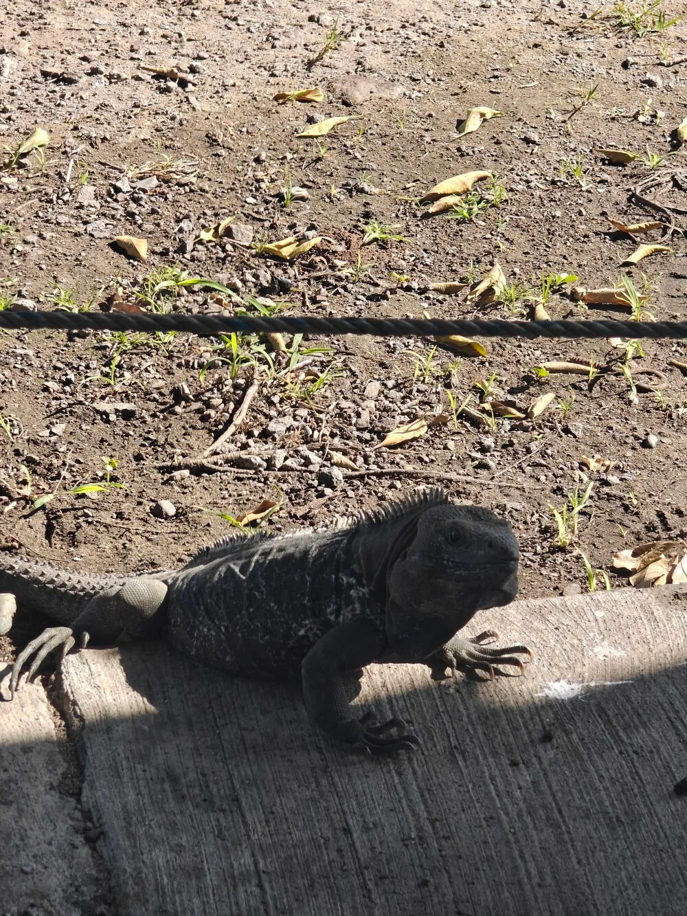 Welcoming party to mainland Mexico.