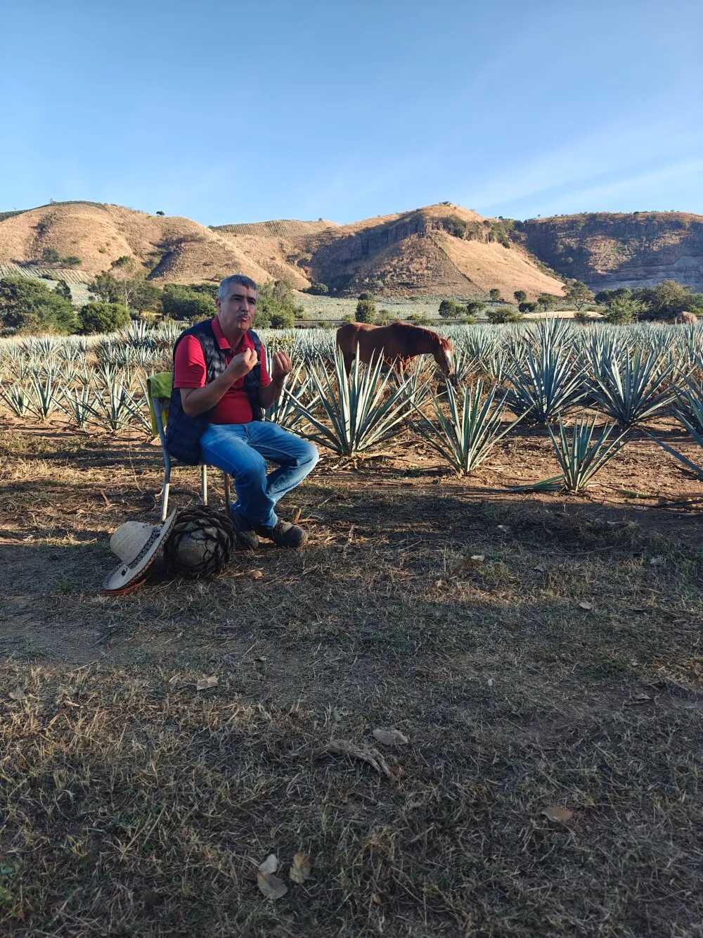 Jose tour - explaining the history, culture and the blue agave plant farming.