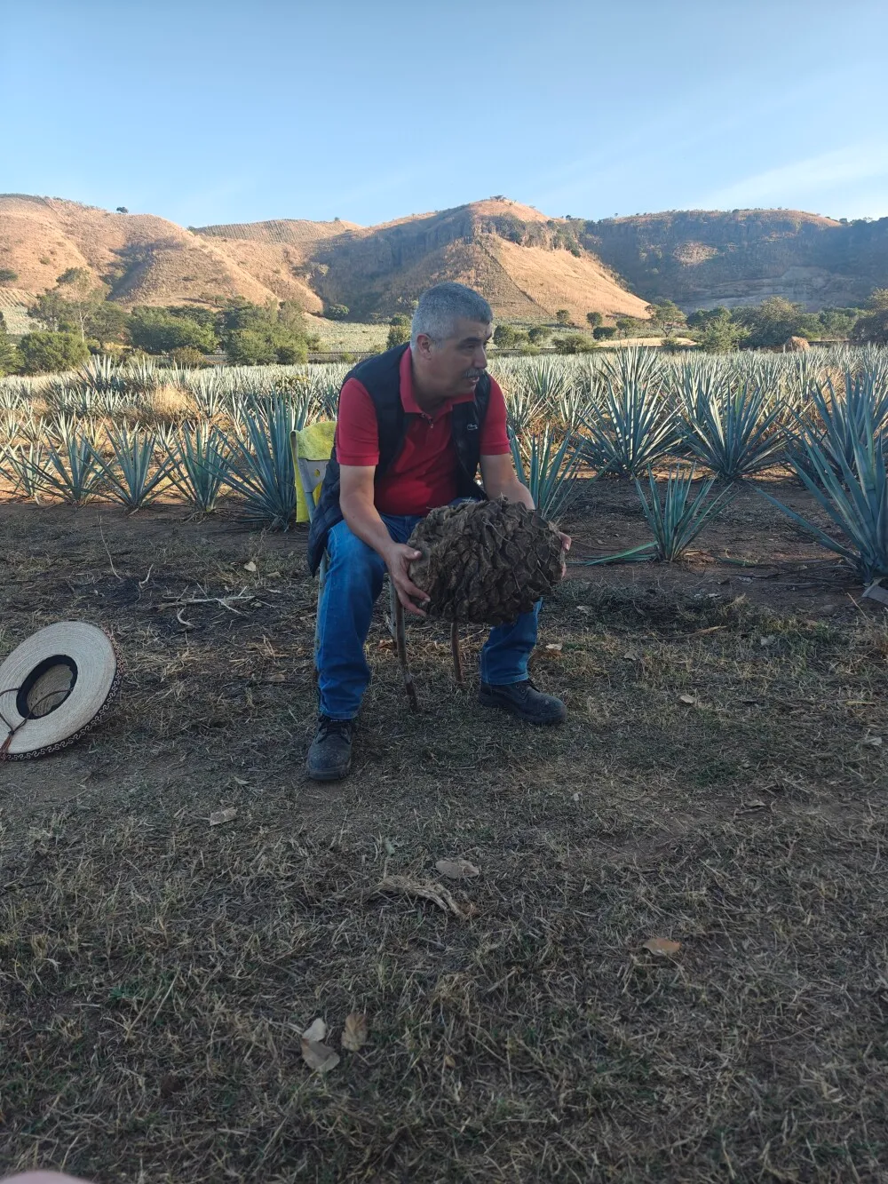 The heart of the blue agave plant. This one was about 30kg (before it dried out) so would produce about 4 bottles of tequlia. There are some that are 3-4 times the size of this!