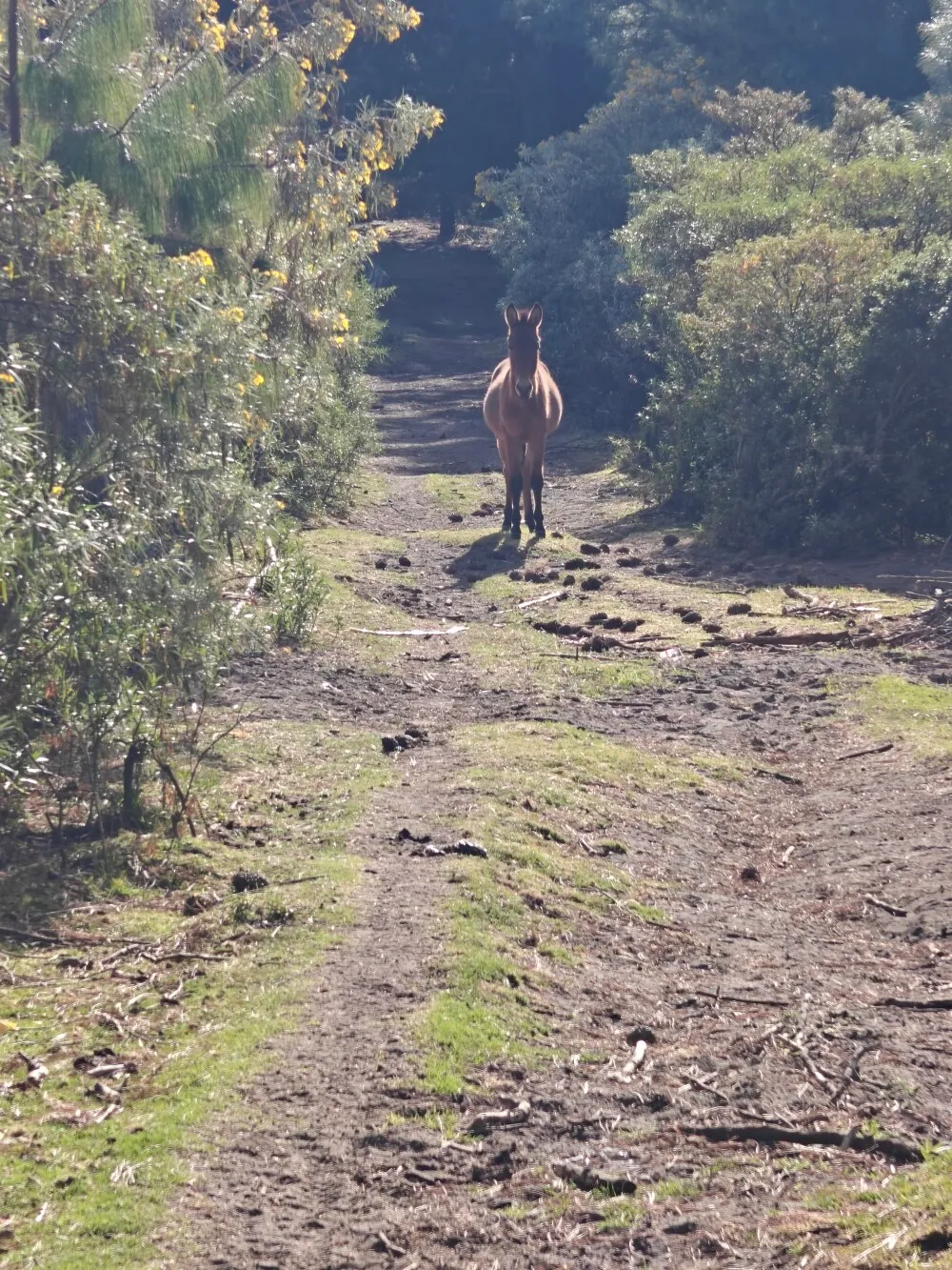 Playing chicken with the horse. I won.