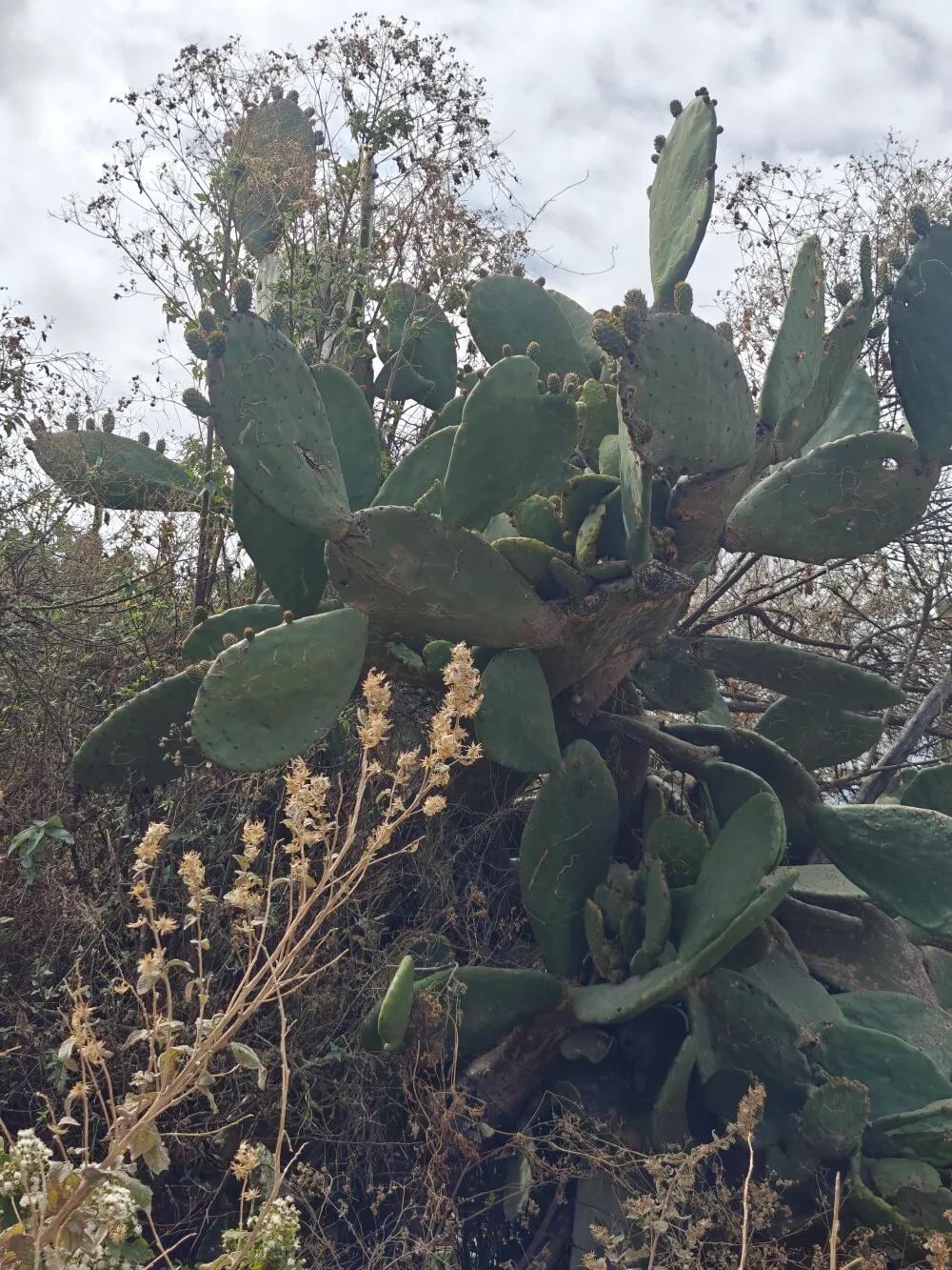 Many strange looking cacti