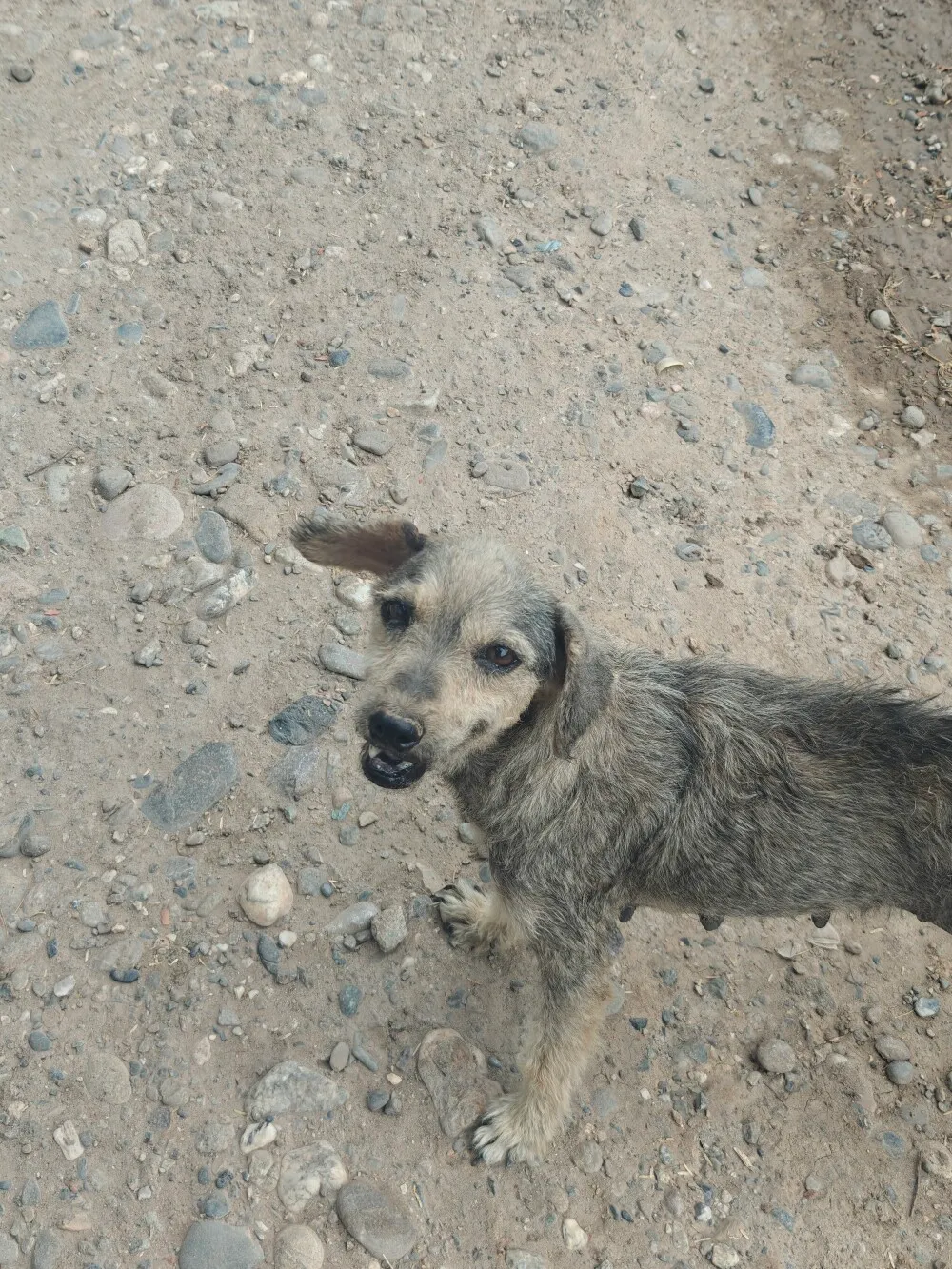 Friendly dog