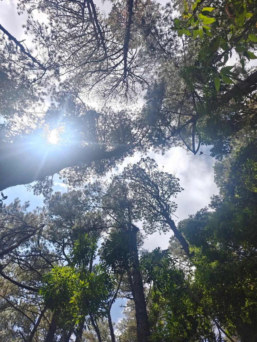Forest walk views