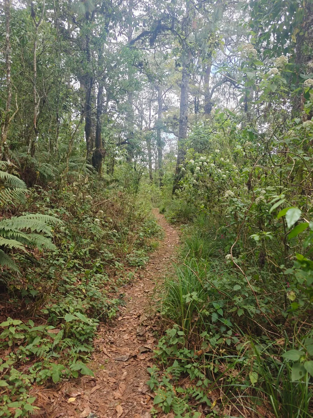 Forest trail views