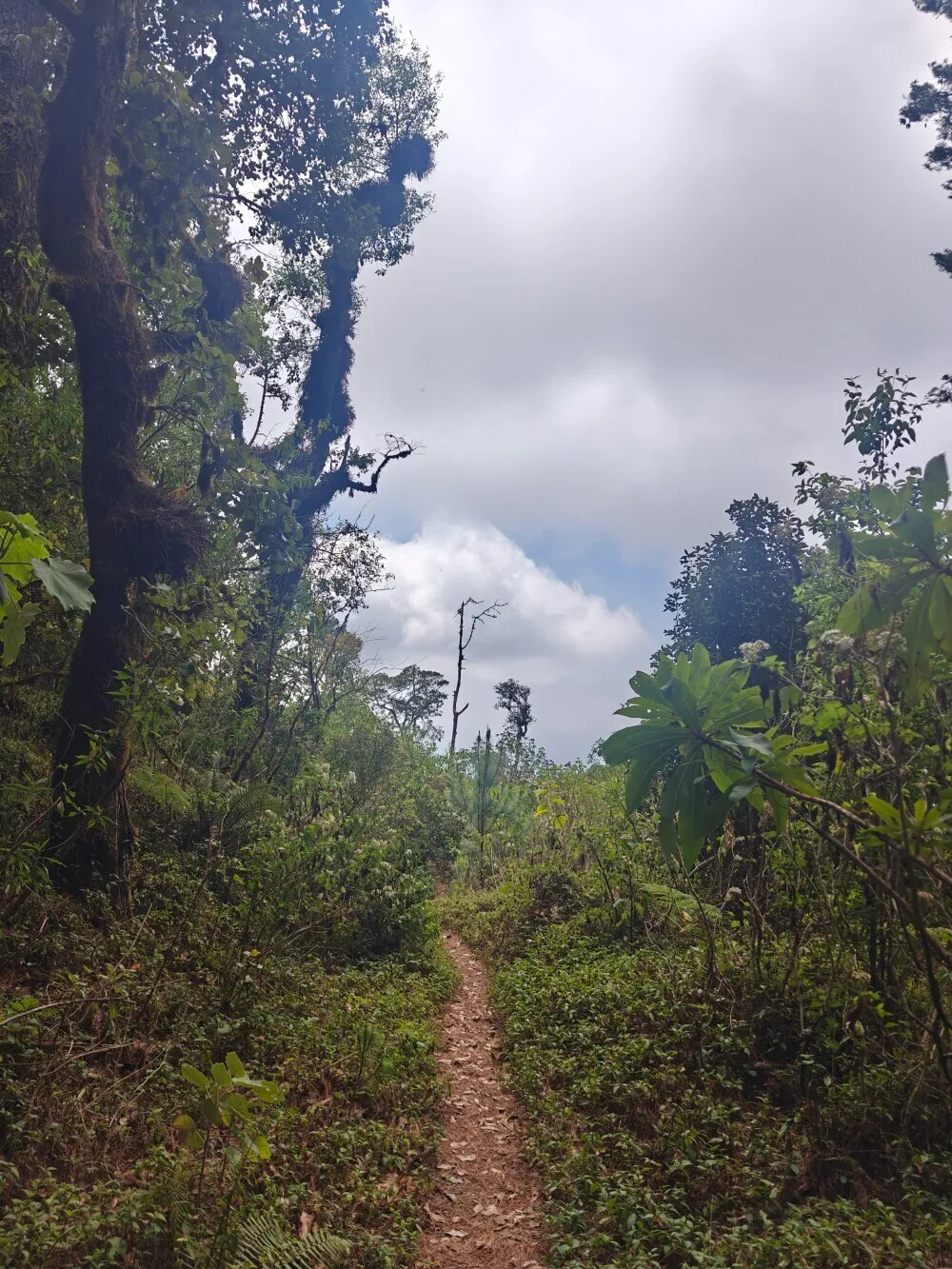 Forest trail views