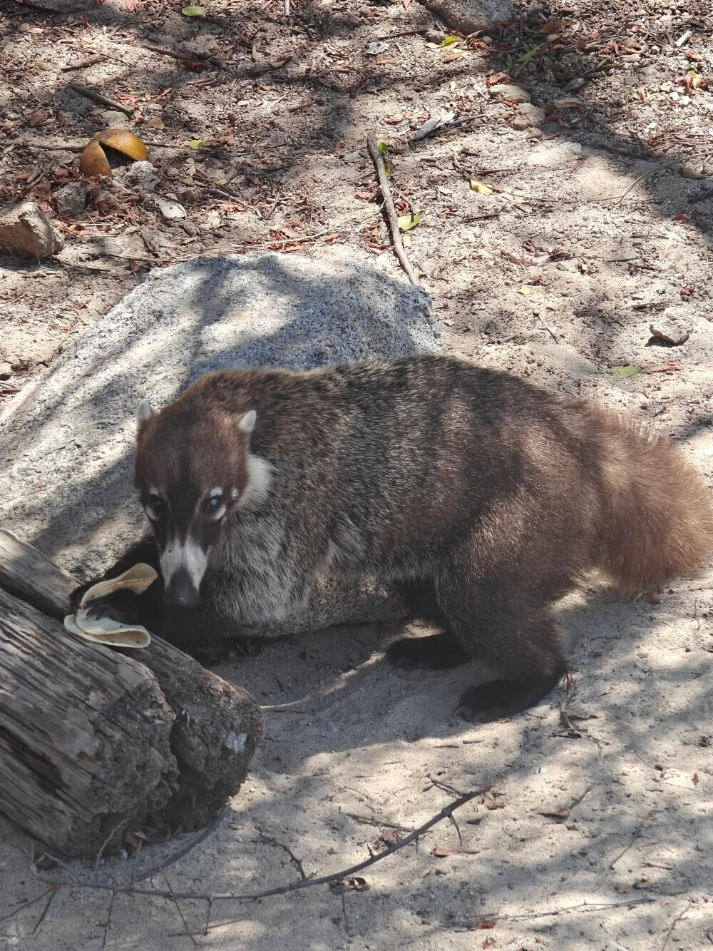 A creature. Was very unafraid of humans
