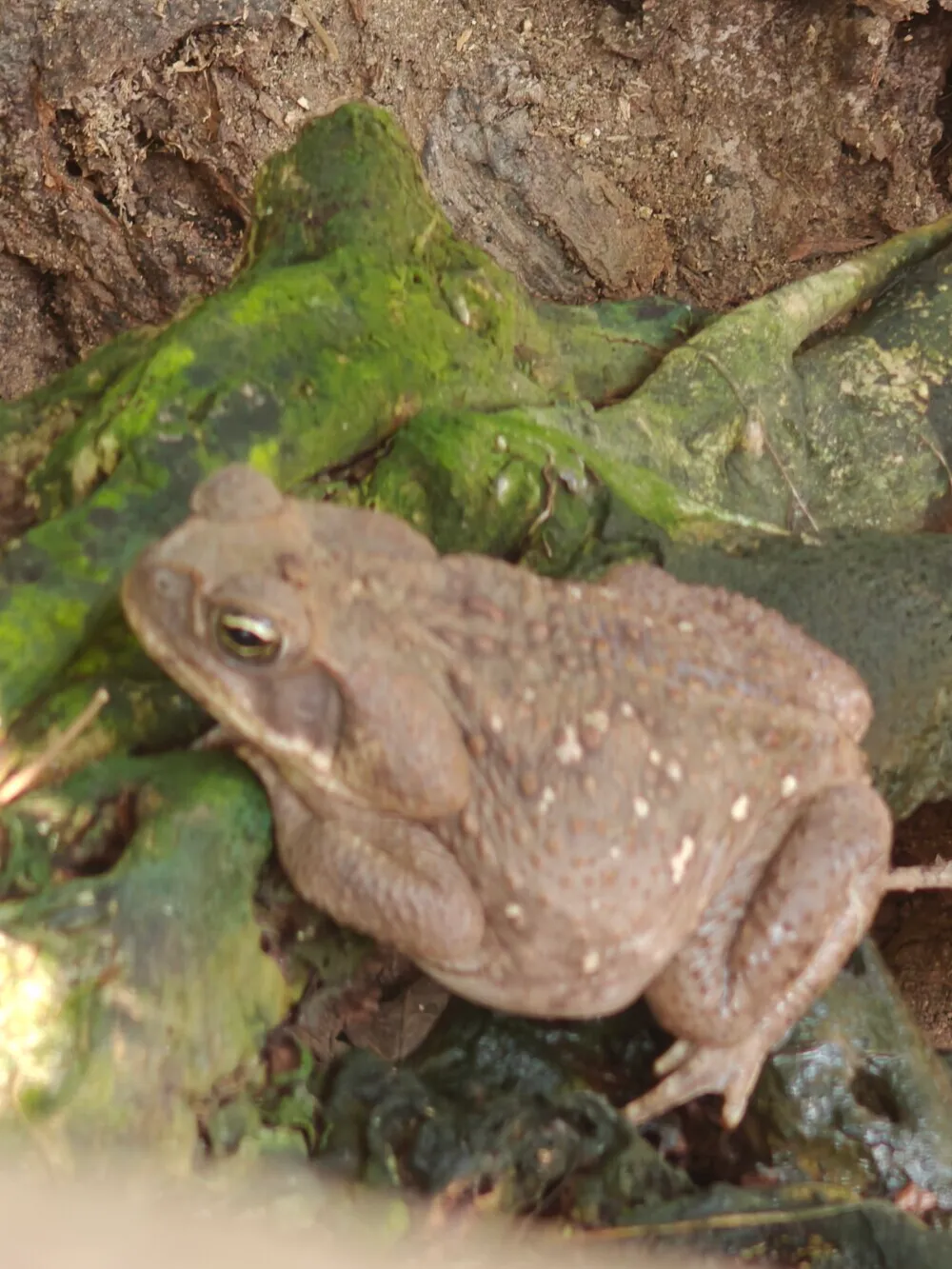 frog