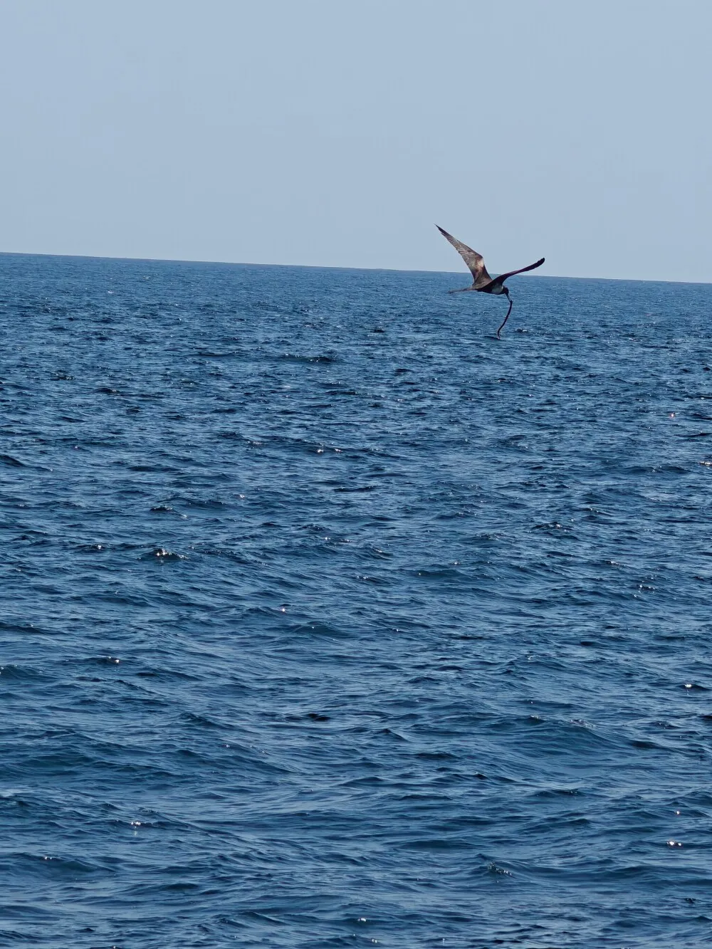 Bird with his catch