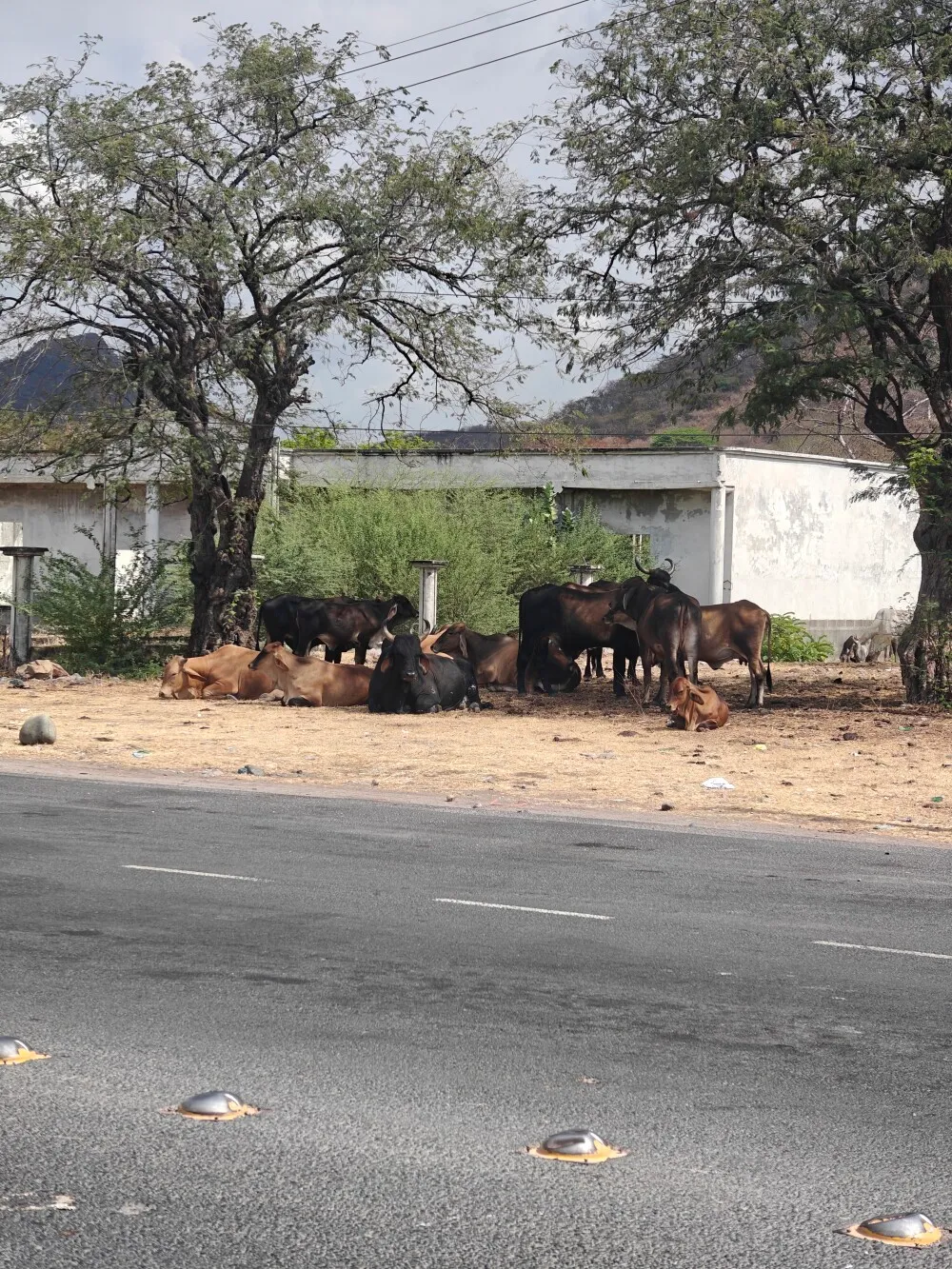 So many roadside cows