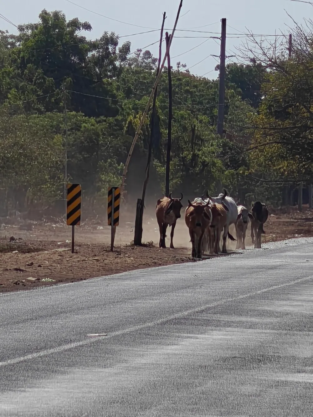 More cows