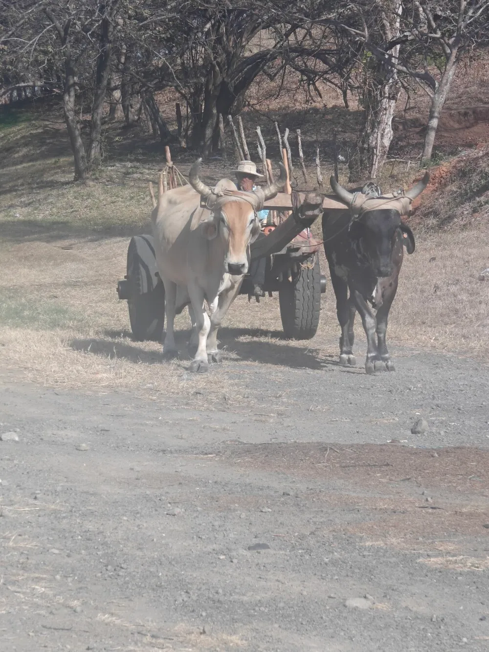 Lots of such work cows.