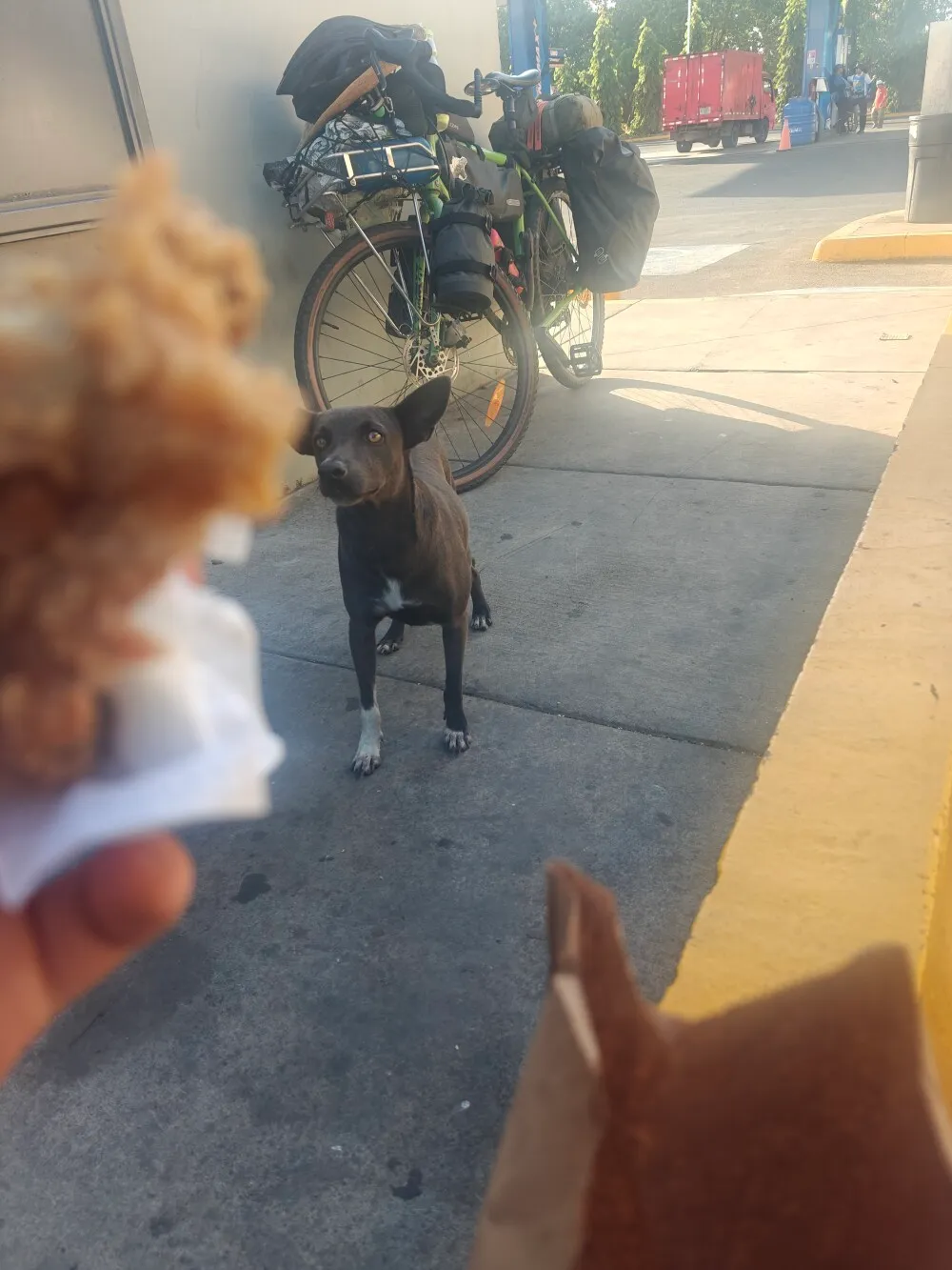 Doggie