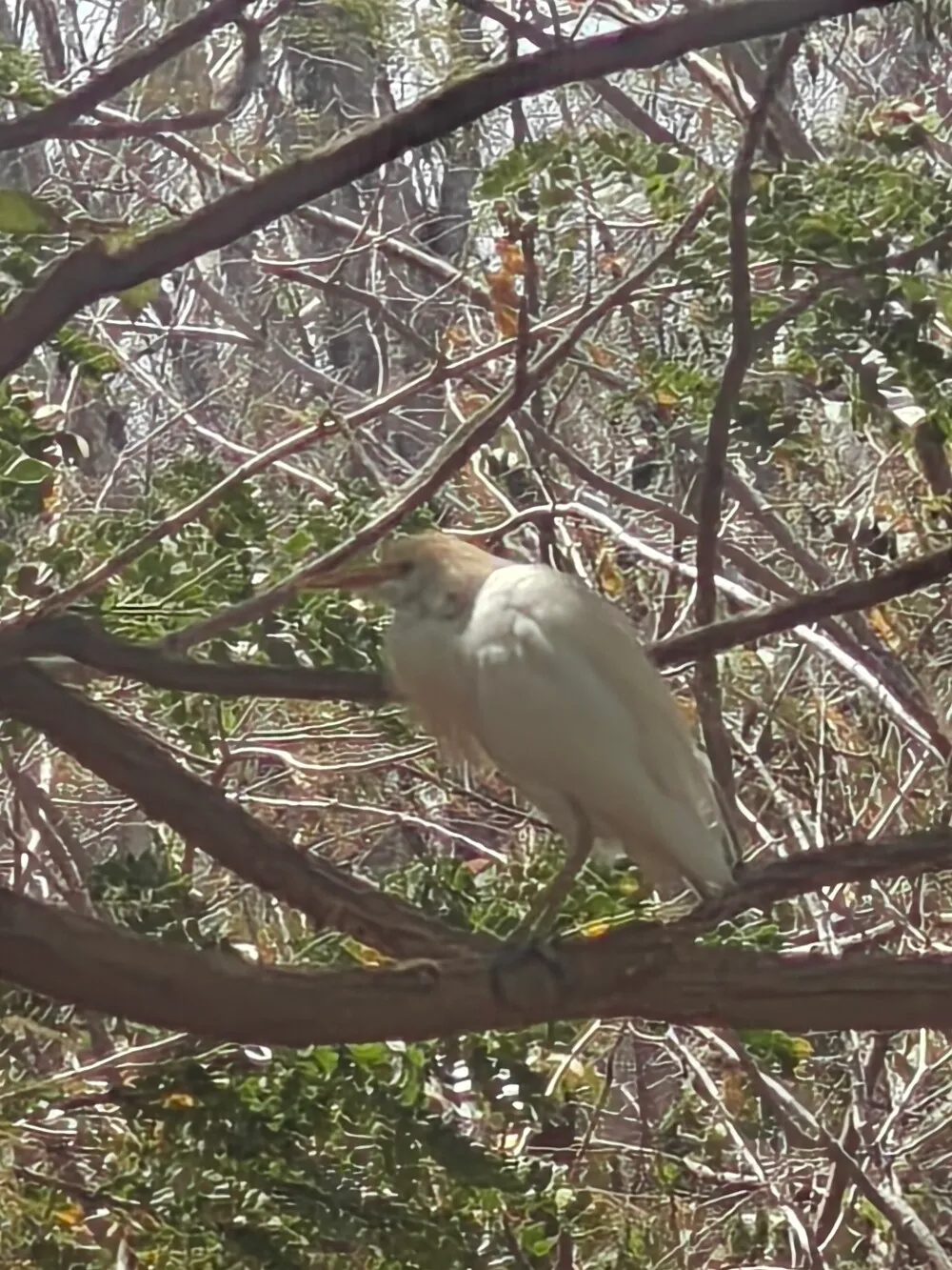 Other birdy
