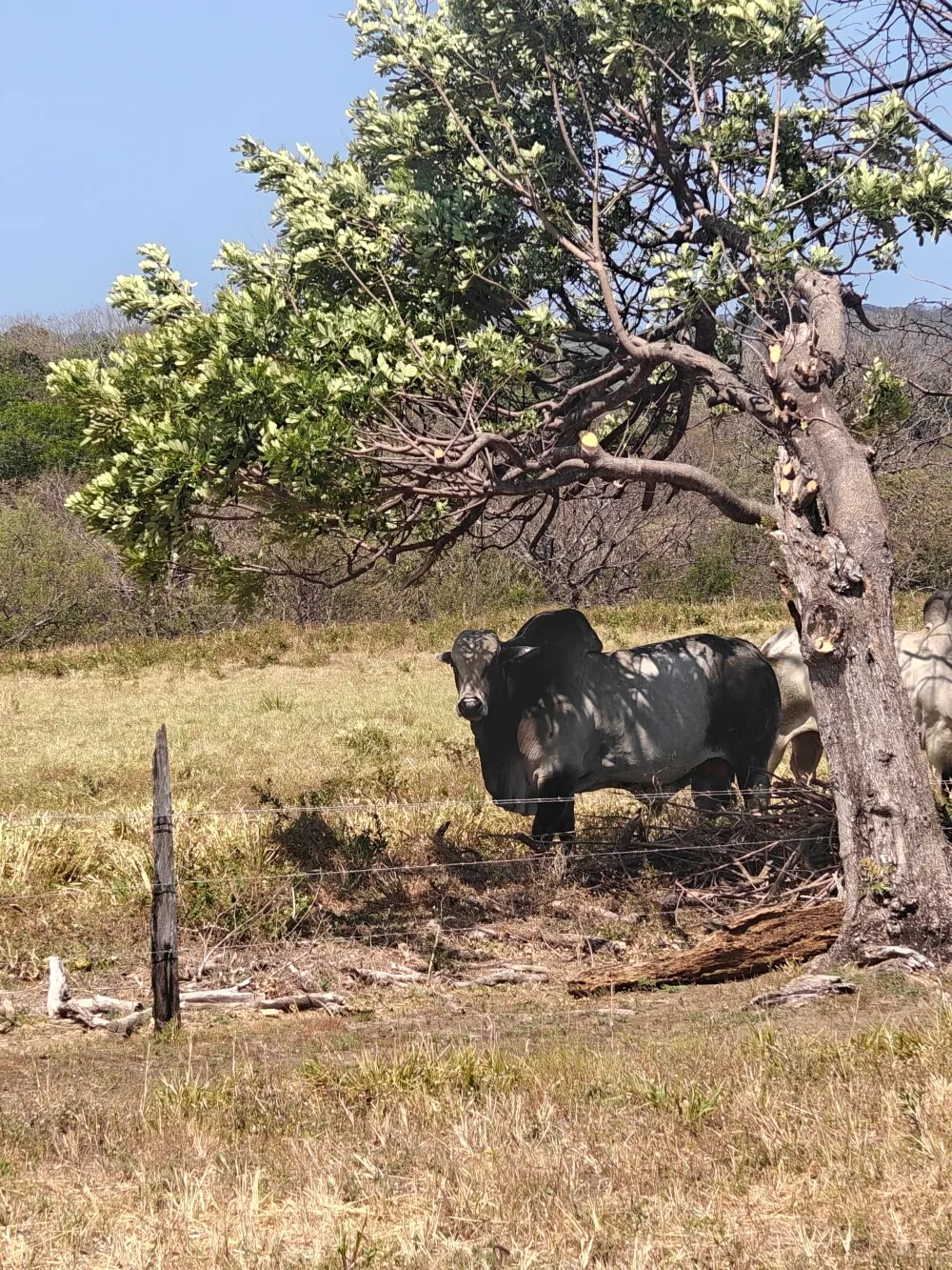Cows