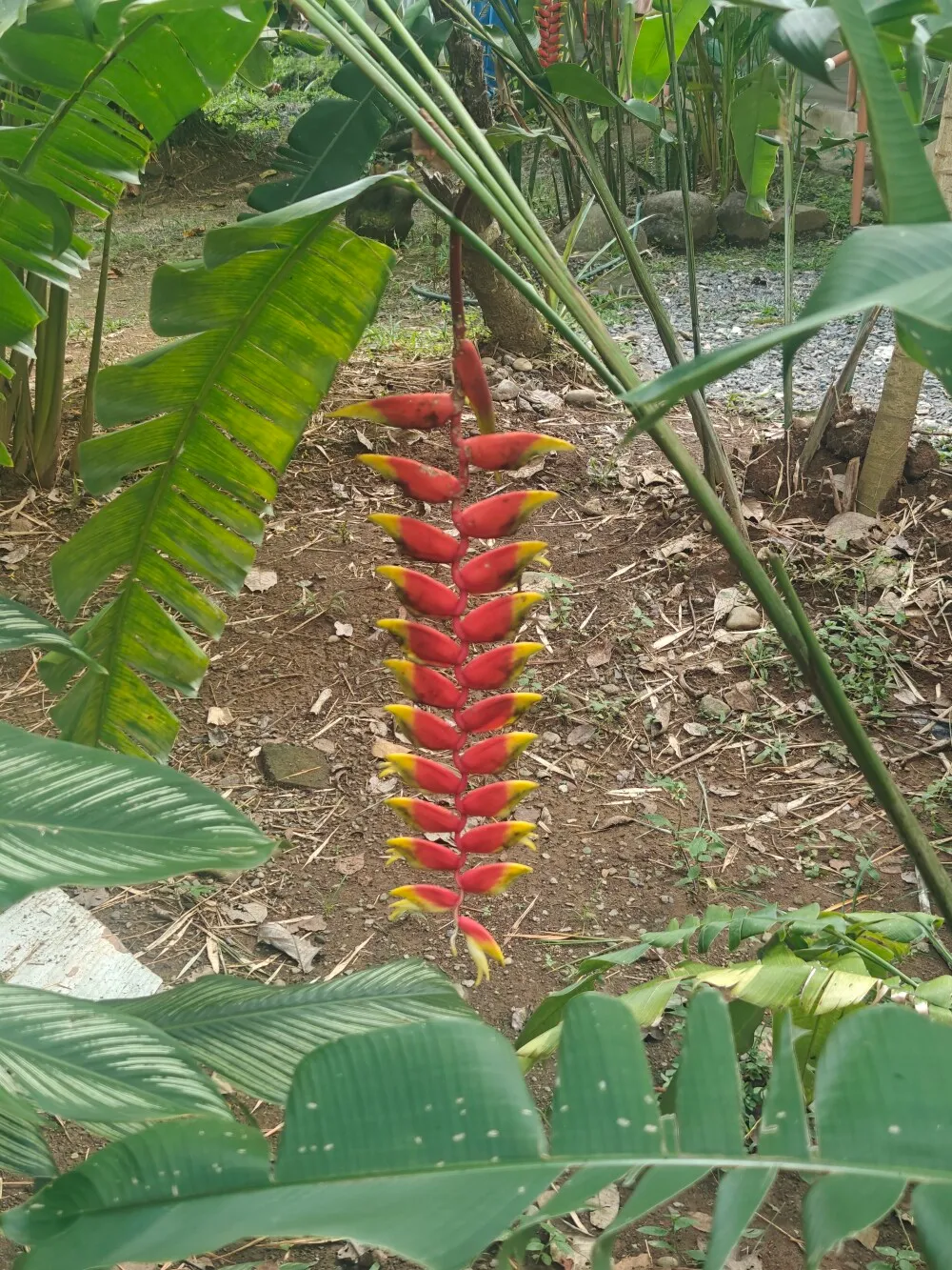 Mad plants