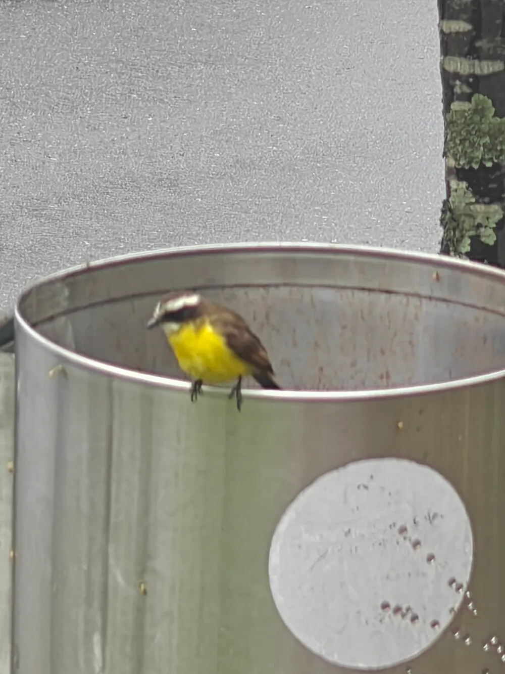 bird