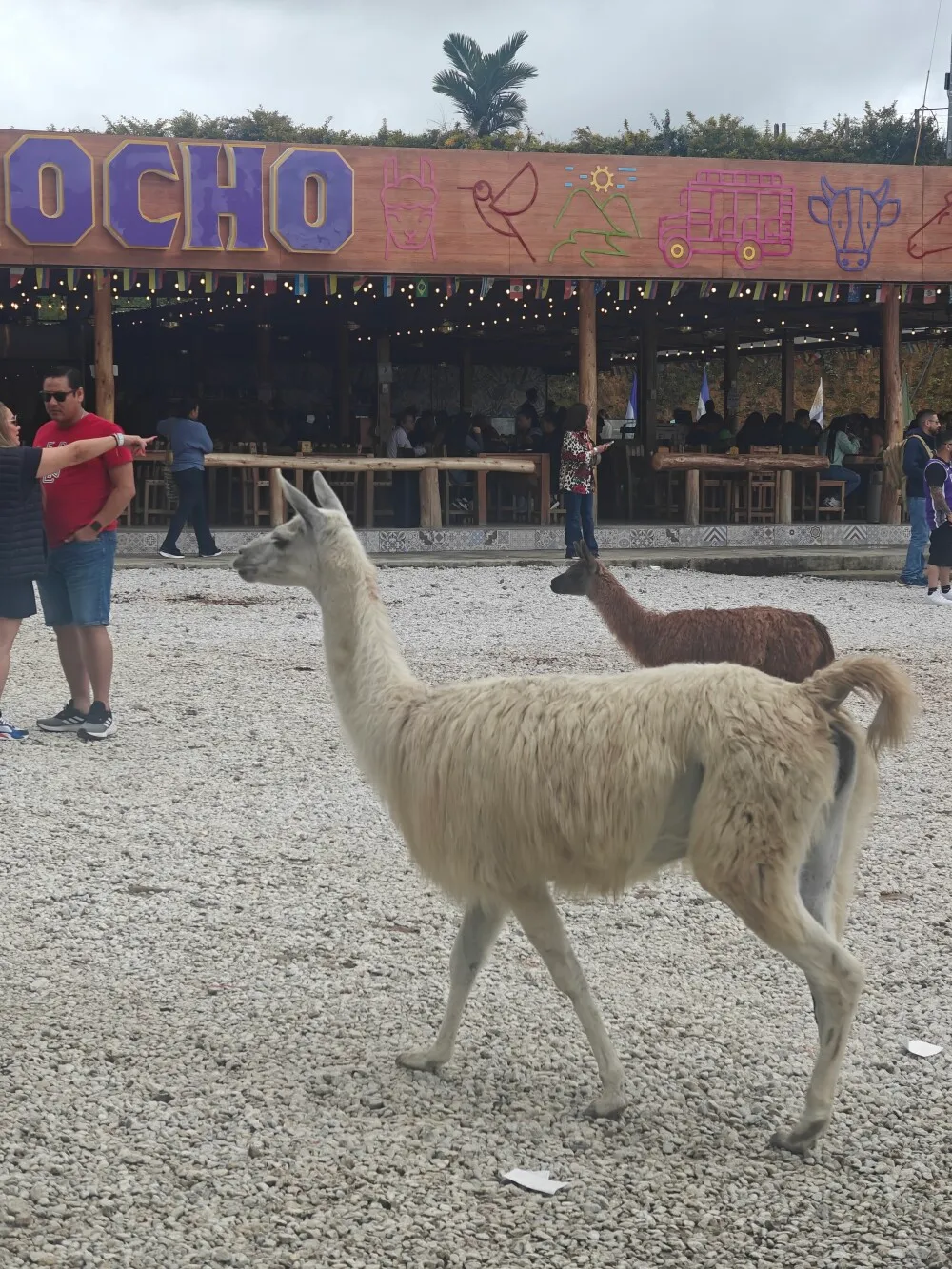 Alpacas